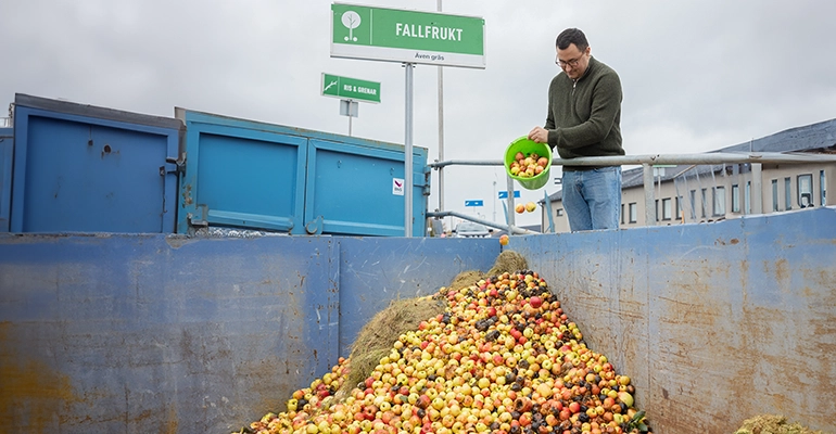 Man har en hink fylld med fallfrukt som han häller ner i en container märkt med fallfrukt
